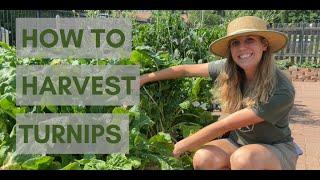 HOW TO HARVEST TURNIPS