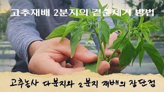 고추재배 2분지 재배법을 고집하는 이유 [ 텃밭가꾸기 ] 고추농사