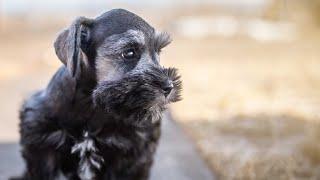 SCHNAUZER TRAINING DAY 1!! With Summer the Miniature Schnauzer