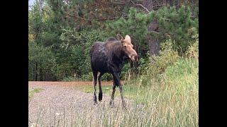 Minnesota Moose Sightings | Joe Shead Outdoors