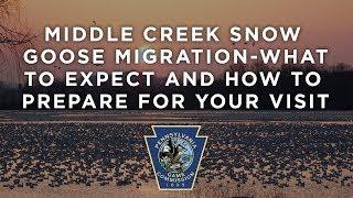 Middle Creek Snow Goose Migration- What to expect and how to prepare for your visit