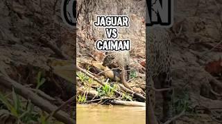 Jaguar vs Caiman: Apex Ambush.