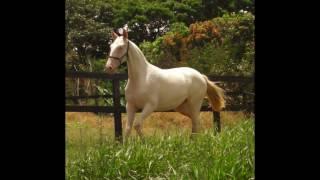 Lusitano for Dressage - Diva do Nico - Isabel filly 13mhts