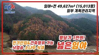 [영월부동산TV] 영월 평당가 1만원 토지! 낙엽송 소나무 식재된 넓은 임야 / 전기인입과 건축행위 가능 / 바로 앞 하천도 흐르는 곳 / 영월토지 / 영월임야 / 영월중앙부동산