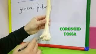 HUMERUS - GENERAL FEATURES BY DR MITESH DAVE