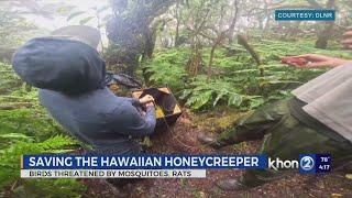 Hawaiian honeycreeper ʻakikiki on the verge of extinction