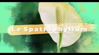 Spathiphyllum : Plantation, arrosage, conseils d'entretien