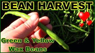 Harvesting Green Beans From The Raised Bed Garden | Green And Yellow Wax Bean Harvest