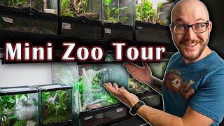 I Bought a Mini Zoo! New Enclosures, New Animals, New Reptile Collection!