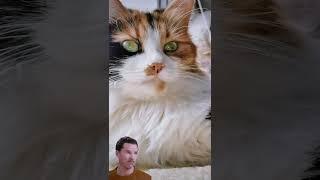СМЕШНЫЕ КОШКИ / ПРИКОЛЫ С КОШКАМИ