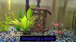 Modelling a Molly Fish