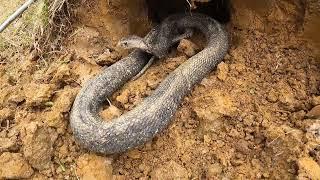 Track 2 giant snakes weighing 50kg |KingCobra Hunter