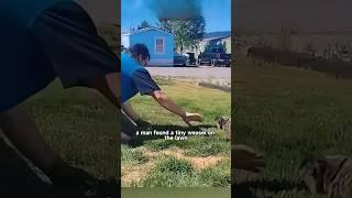 Found a tiny weasel on the lawn. #shortvideo #animals #shorts #cute #weasel #amazing #rescue