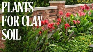 Gardening in Clay Soil