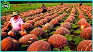 The Most Modern Agriculture Machines That Are At Another Level , How To Harvest Pumkins In Farm ▶18