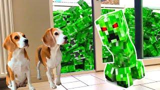 Dogs vs Creeper in Real Life Prank : Funny Dogs Louie & Marie