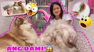 Hercules’ FIRST TIME SHEDDING! | SOBRANG DAMI! | Husky Pack TV