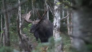 Récolte d'un mâle orignal de 50 pouces avec Serge Lamontagne et Michel Therrien de Chasse Québec!!