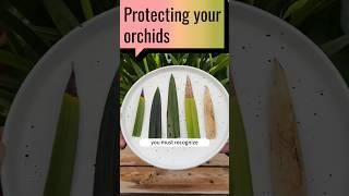 Protecting your orchids: common diseases and how to recognize them #soilphu #garden #flower #orchids