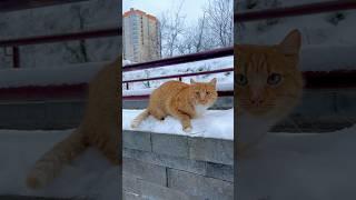 Рыжик  #любовь #котики #котик #рыжийкот #ноябрь #природа