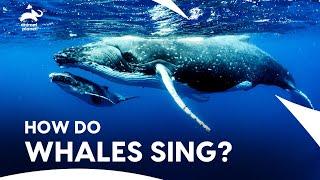 World of Whales | How Whales Sing & Communicate in Ocean| How Do Animals Do That? | Animal Planet