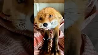 ある家族がフェンスに絡まったキツネを救助して、そして...