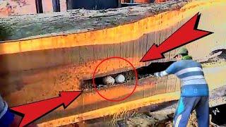 Most Concerned Wood || Giant Snake Eggs Are Inside a Hollow Wood