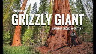 Introducing the 26th largest tree on earth! The Grizzly Giant | Mariposa Grove | Yosemite NP   4K