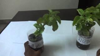 Effect of L-amino acid on plant growth