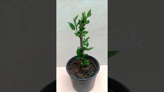 How to propagate hibiscus plant from cutting #shorts #youtubeshorts #plants #propagatehibiscusplant