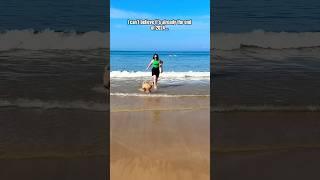 My dog says goodbye to 2024  #goldendoodle #doglover #shorts