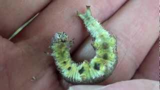 Underwing Moth Caterpillar (Erebidae: Catocala cerogama) Defensive Behavior