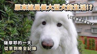 『原來這是養大型犬的生活!?』薩摩耶的一天，從早到晚全記錄(薩摩耶多比Dobby is free)