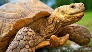 Top 5 Pet Tortoises