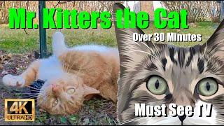 Mr. Kitters the Cat  Must See TV for cats and humans!  A Day in the Life of a Cat