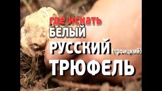 Как найти ТРЮФЕЛЬ - настоящий русский белый (Троицкий) truffle