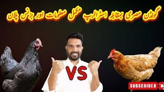 Golden misri Vs Australorp business plan