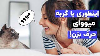 چطور با گربه ها صحبت کنیم که منظور ما رو متوجه بشن؟ (نحوه میو کردن به گربه! )