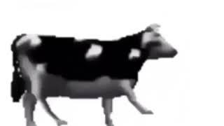 Dancing Polish Cow at 4am