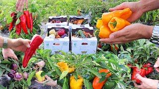 Harvest at the Sweet Pepper Garden Paradise!