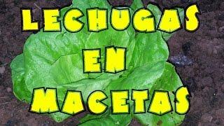 Cultivo de lechugas en macetas || Huerto en macetas || #tuhuertofacil