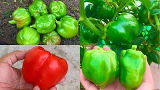 How To Grow Capsicum From Fresh Seeds At Home