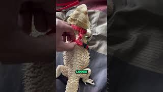 Trained Bearded Dragon #nature #reptiles #shorts #beardeddragon #lizard