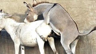 donkey mating @lifeofanimals248