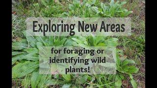 Exploring New Areas for Edible Wild Plants