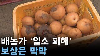 배농가 '일소 피해'... 보상은 막막