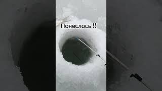 Как клюёт густера в зимнее время
