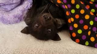 A Battie Happy Easter.️️