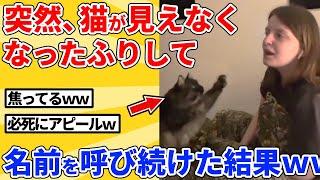 【2ch動物スレ】飼い主が自分のことを見えなくなったと勘違いして焦りまくる猫ｗｗｗｗｗ