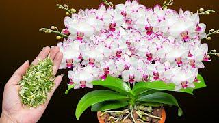 Sprinkle a little on the root, suddenly the weak orchid revives and blooms 1,000 flowers